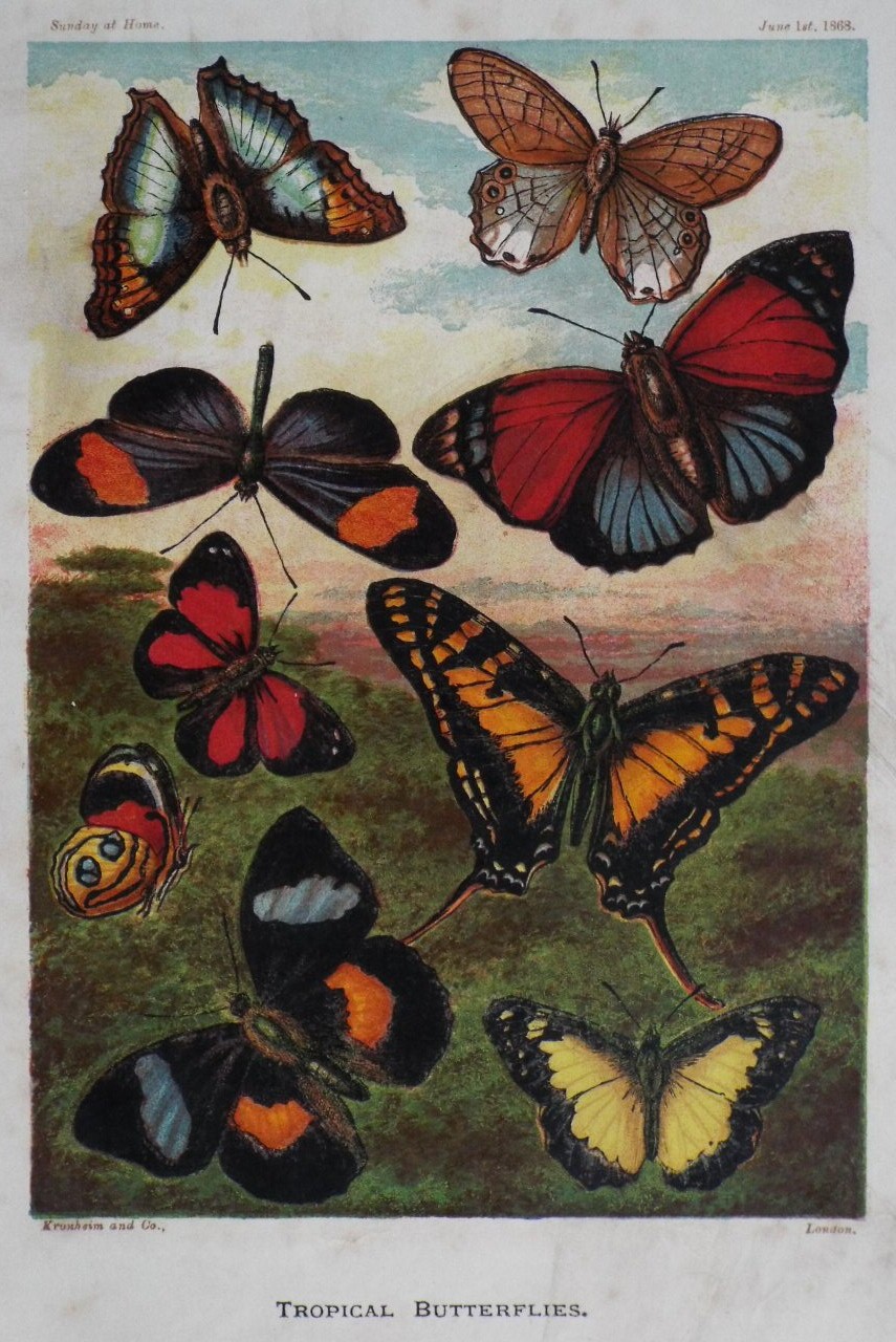 Baxter - Tropical Butterflies.